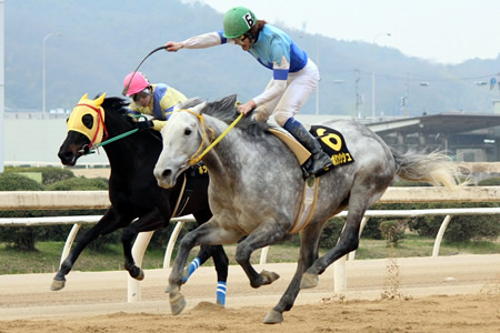 福山競馬が63年間の歴史に幕 ビーボタンダッシュがラストを飾る ファイナルグランプリ 競馬ニュース Netkeiba Com