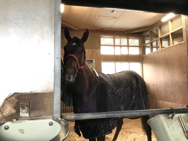 【高松宮記念】一夜明け、モズスーパーフレア音無師「喜び半分、複雑な気持ち」