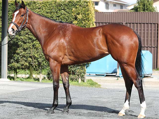 【桜花賞特番】北枕鳩三郎「馬体ベスト5」配信！ 今回の“逆襲の1頭”とは!?