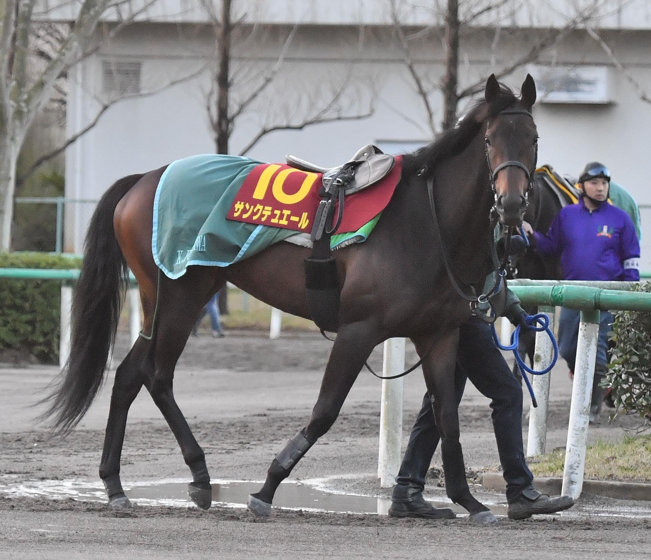 桜花賞 サンクテュエール落ち着き十分 馬体増も藤沢和師 ちょうどいい 競馬ニュース Netkeiba Com