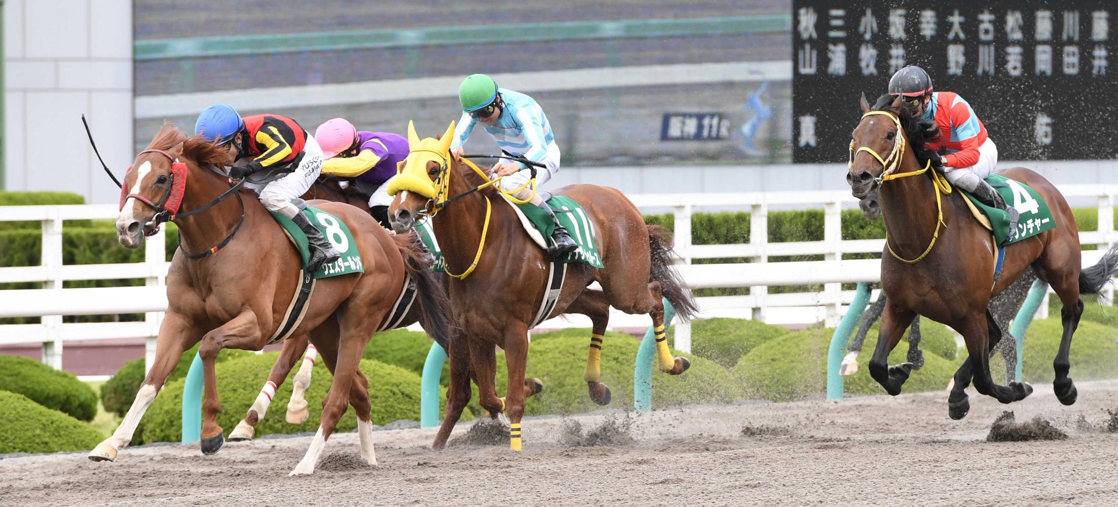 ホースチェスナット ケンタッキーで種牡馬入り 最新競馬ニュース Netkeiba Com