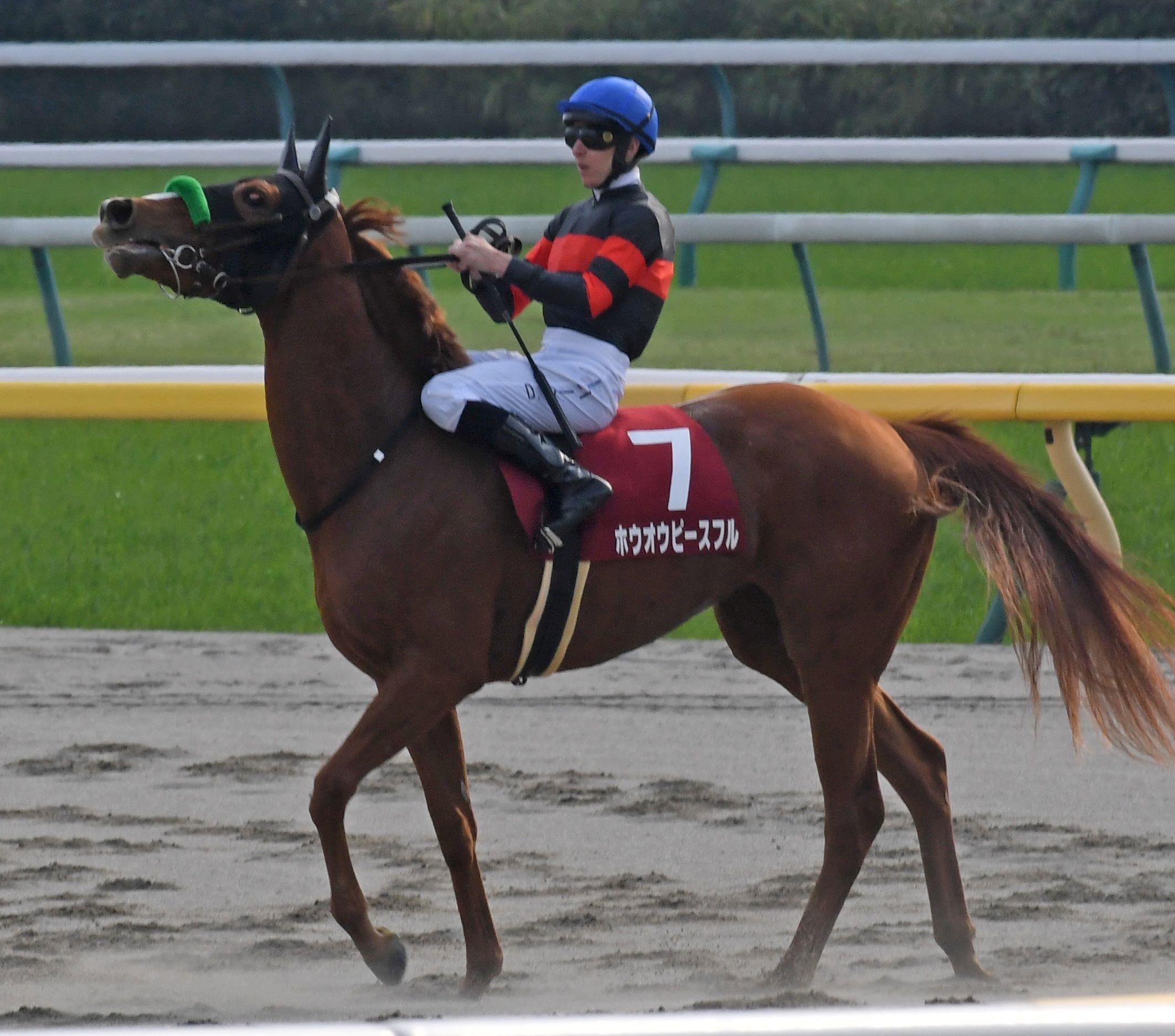 サッカーボーイ 人気絶好調 競馬ニュース Netkeiba Com