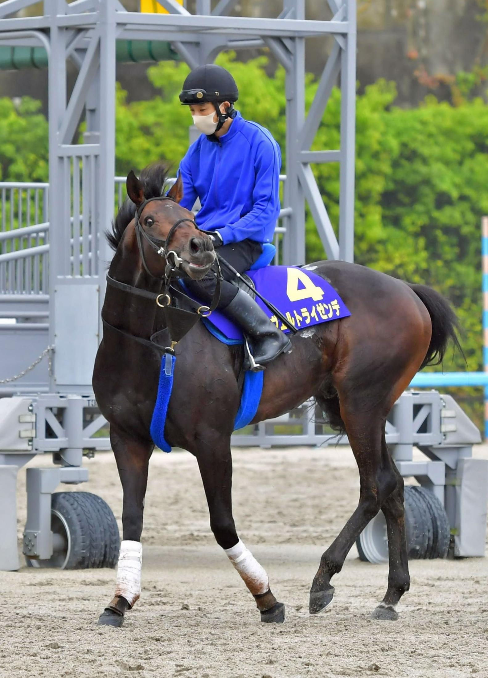 ダービー３着のヴェルトライゼンデ骨折 全治３カ月以上 手術の必要はなし 競馬ニュース Netkeiba Com