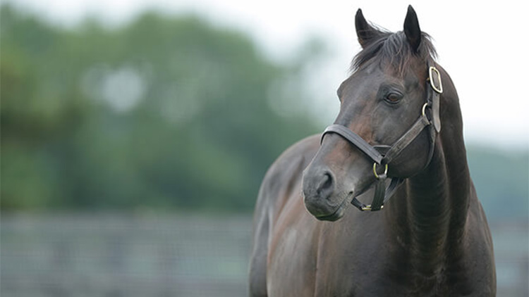 意外と知らない!?「クロノジェネシスの父、バゴって一体どんな馬？」 | 競馬コラム - netkeiba