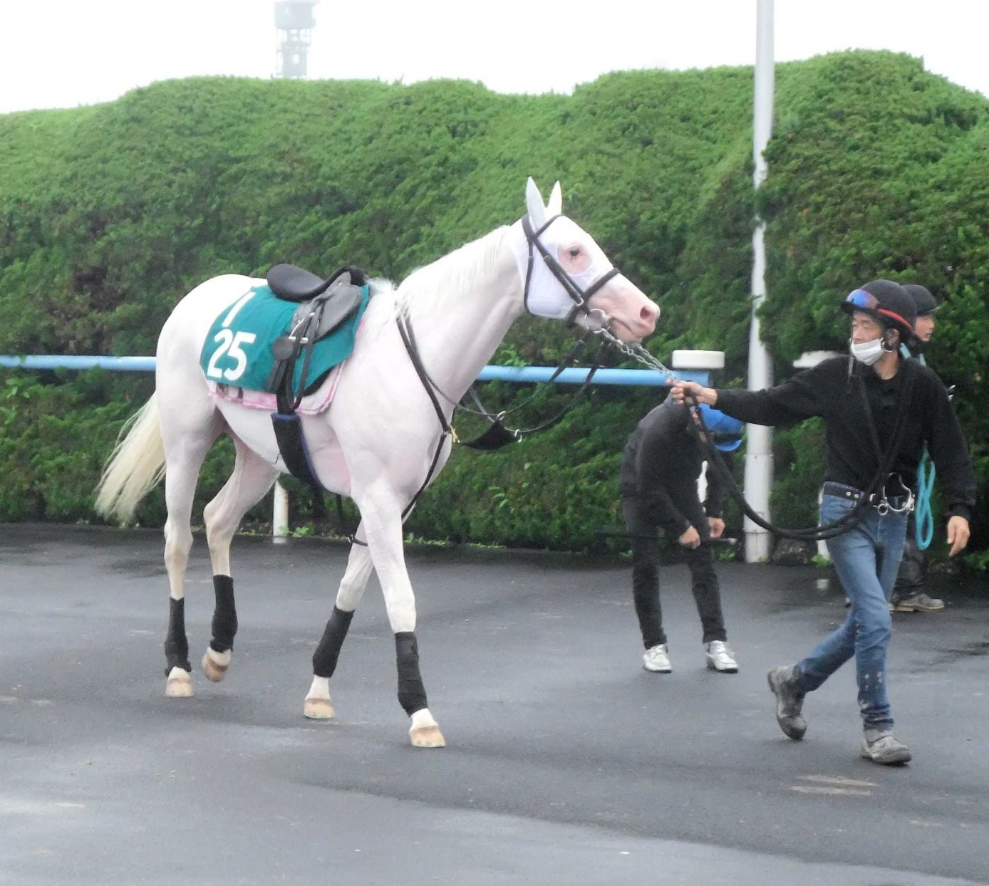 ブチコの初子 ソダシがデビュー 北の大地で純白の馬体が駆ける 競馬ニュース Netkeiba Com