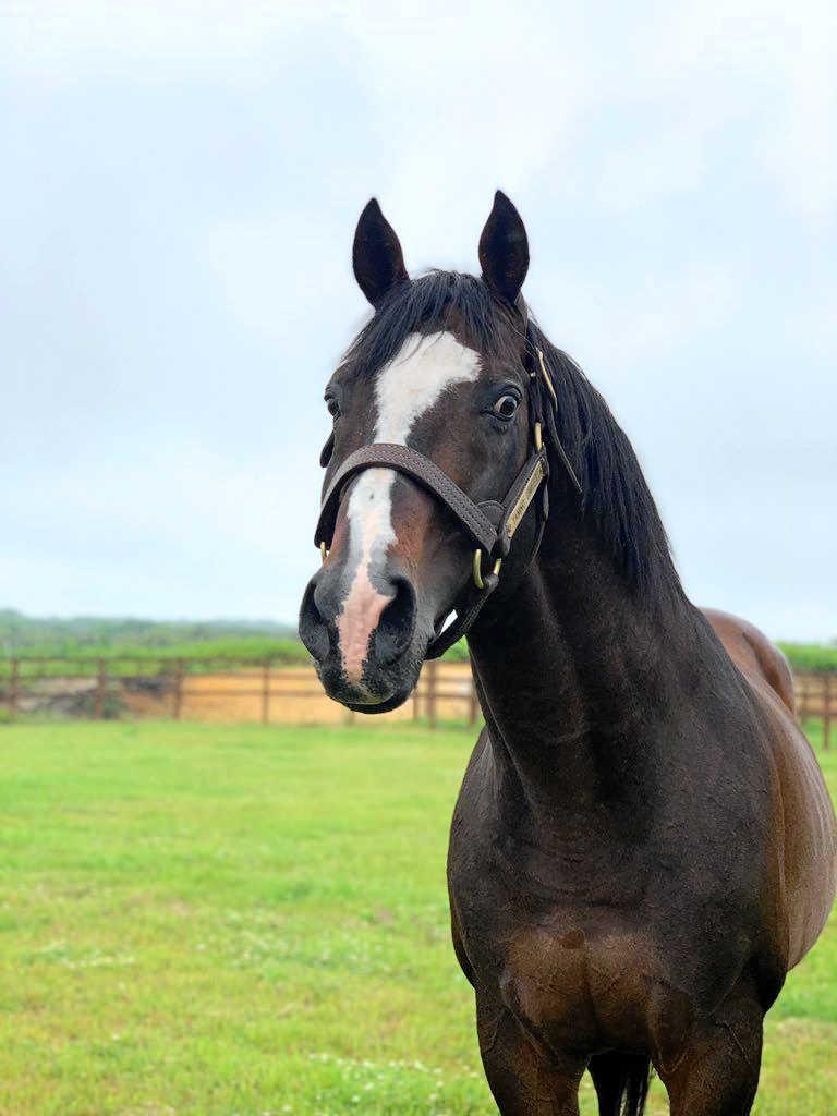 ウオッカのニュース 最新情報 競馬まとめ Netkeiba Com