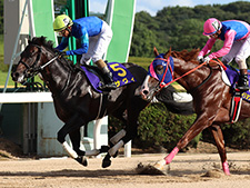 サマーチャンピオン覇者サヴィ(写真提供：佐賀県競馬組合)