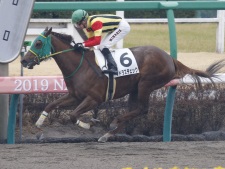 騎乗予定騎手が森泰斗騎手となったマドラスチェック(撮影：下野雄規)
