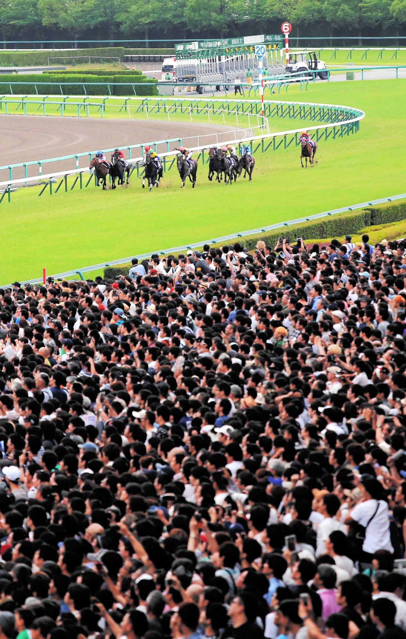 凱旋門賞に出走を予定している海外長期遠征中のディアドラ(撮影：高橋正和)