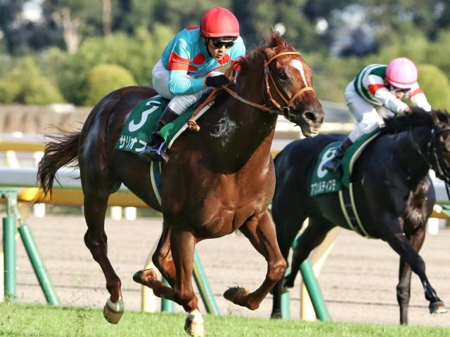 毎日王冠前日オッズ サリオスが1 3倍で1番人気 競馬ニュース Netkeiba Com