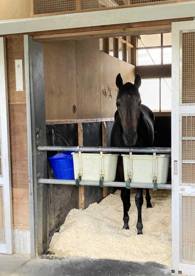 デアリングタクト、元気にカイバ食い　史上初の無敗牝馬三冠から一夜明け