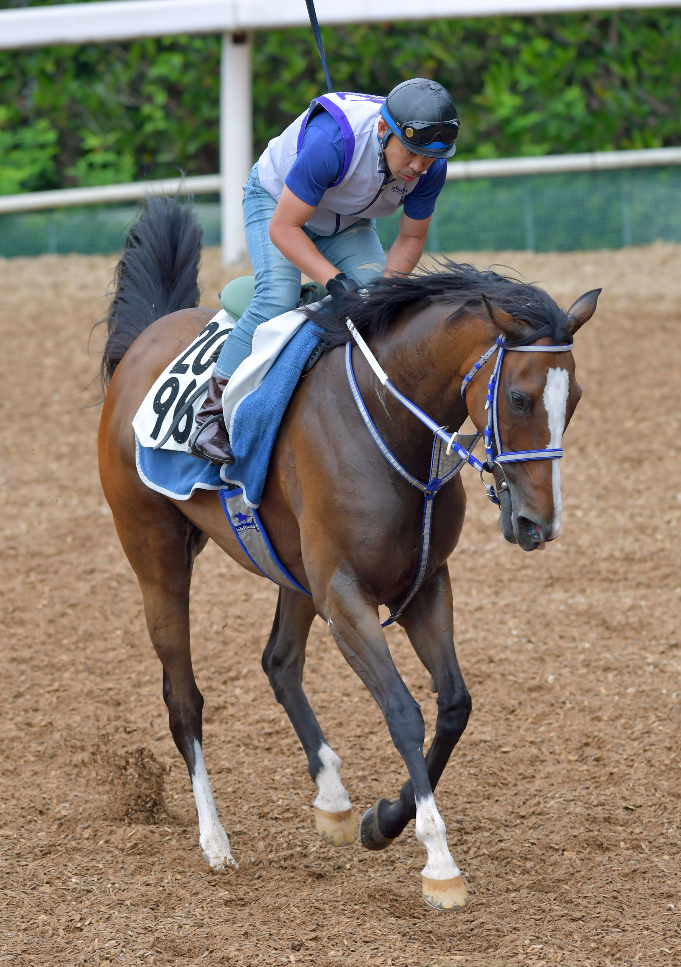 ｓｎｓで密かに人気上昇中 ｊｒａ現役最高齢牝馬メイショウラバンド 競馬ニュース Netkeiba Com