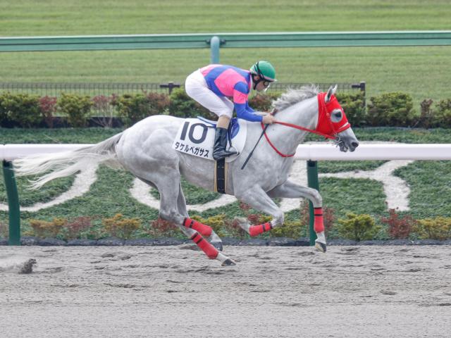 次走 タケルペガサスはカトレアsへ 馬三郎のつぶやき 競馬ニュース Netkeiba Com