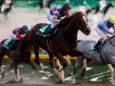 武蔵野Sに出走するサンライズノヴァ(撮影：下野雄規)