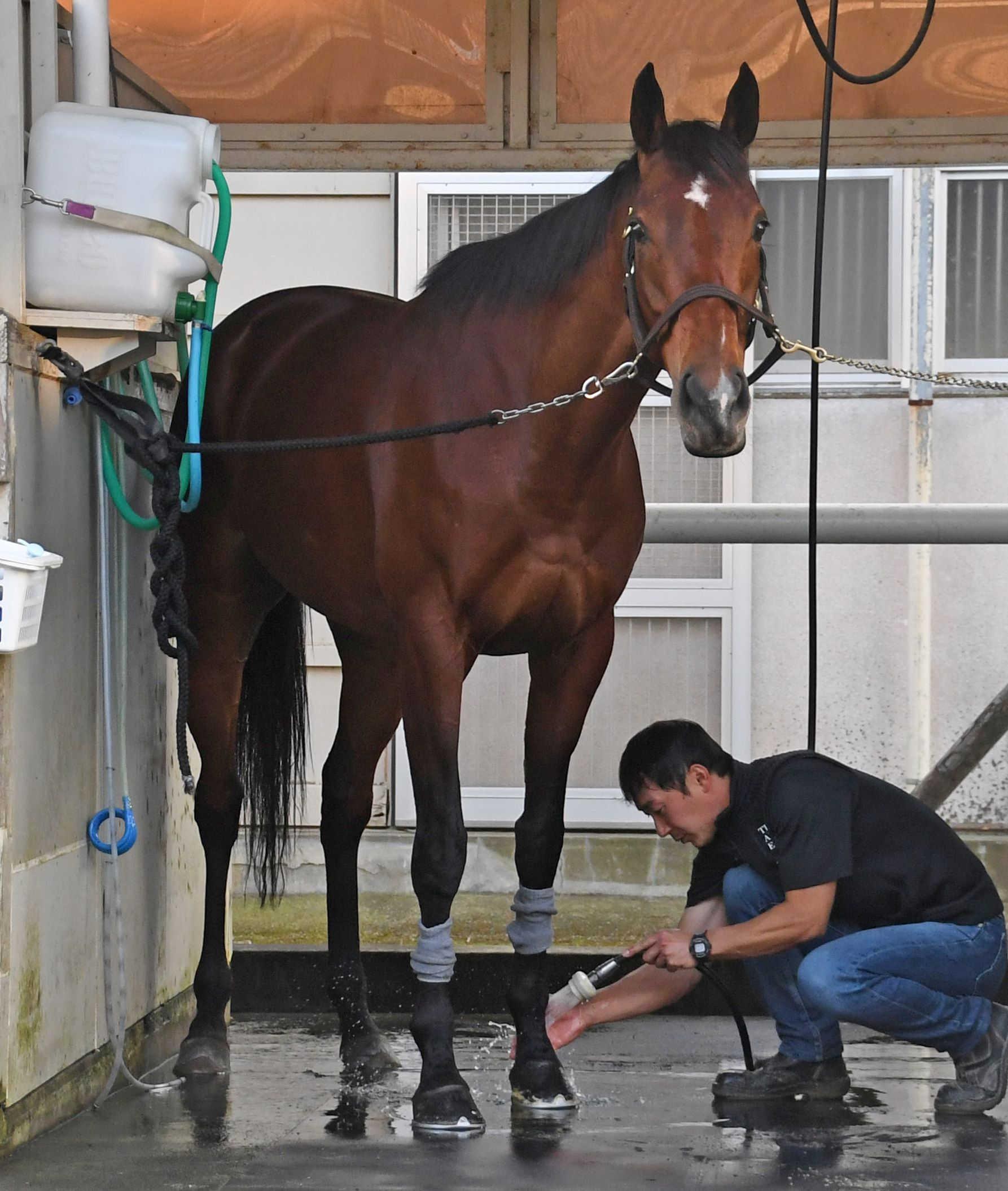 ジャパンｃ アーモンドアイ主役は渡さない 国枝師 いい状態で出走させるだけ 競馬ニュース Netkeiba Com