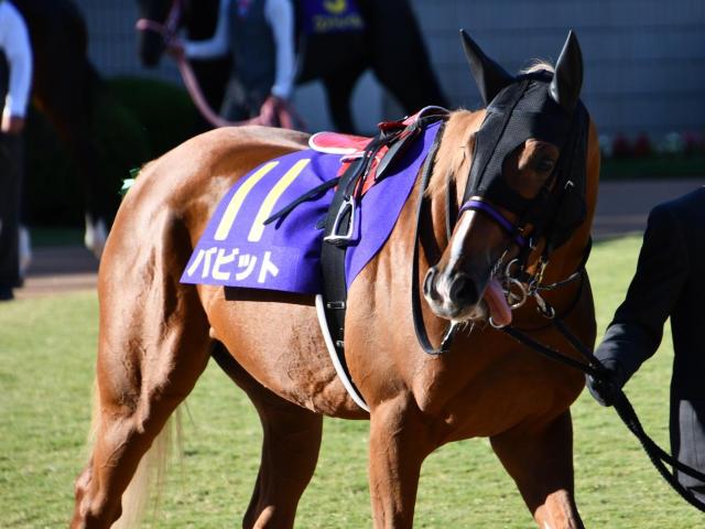 【有馬記念2020データ予想】今年最後の大一番、高配当の使者はこの馬だ！ | 競馬予想 - 競馬まとめ - netkeiba.com