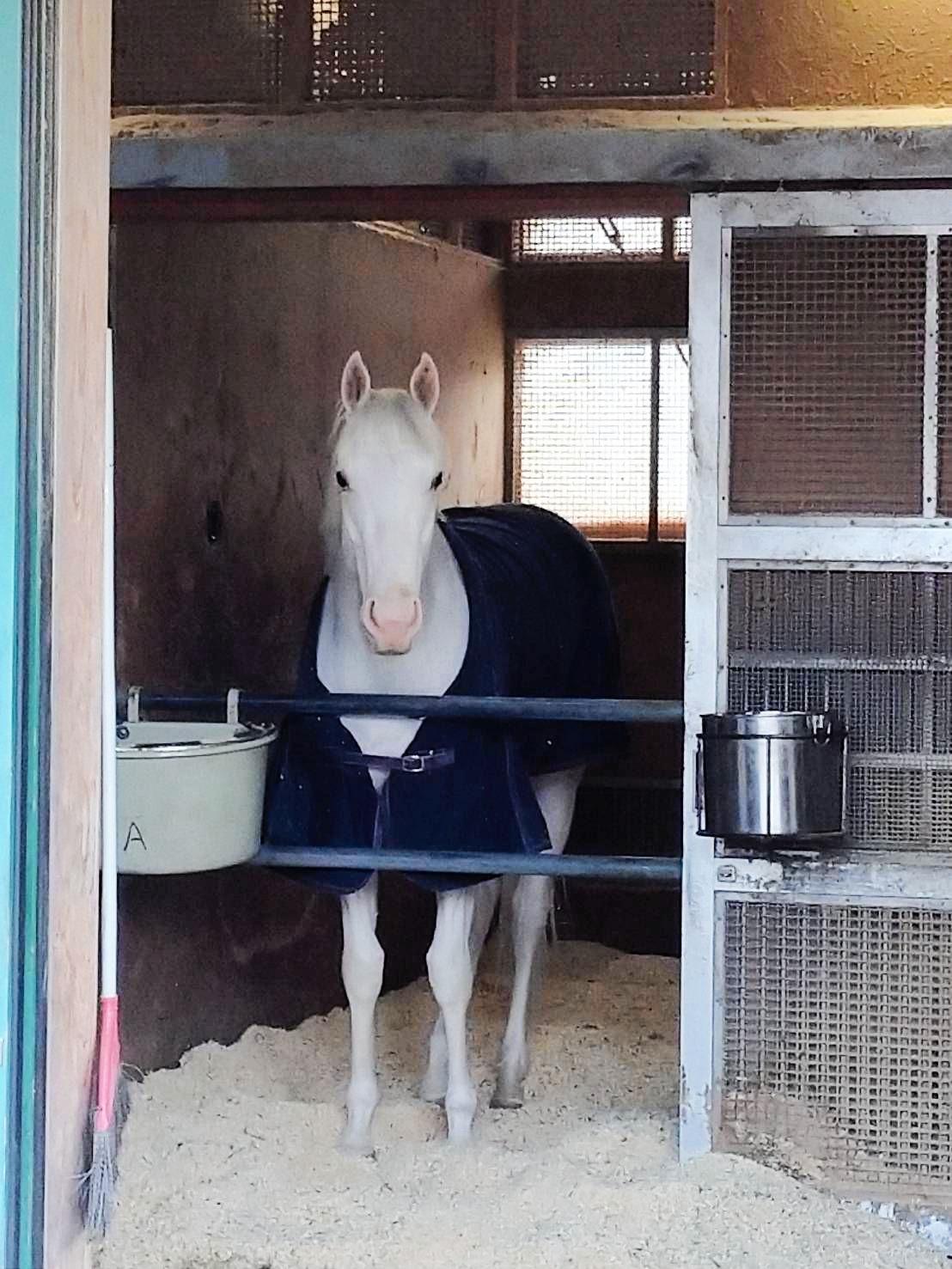 激闘から一夜明けて馬房内でくつろぐソダシ