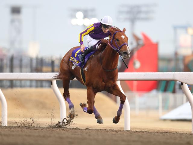 船橋 かしわ記念予想 地元で迎え撃つカジノフォンテン レースの見どころ 競馬ニュース Netkeiba Com