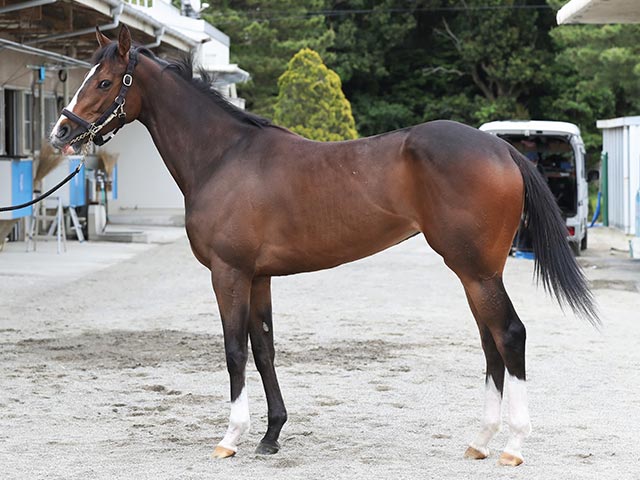 【オークス 馬体診断】今年のクラシックは切れ味を重視？ 力のいる馬場への適性などをジャッジ！