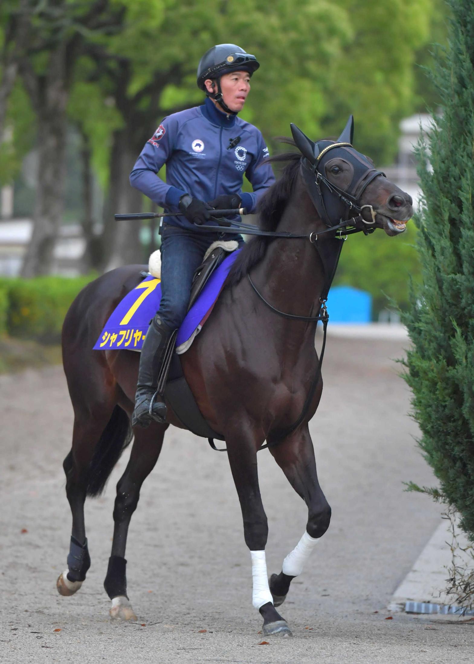 日本ダービー シャフリヤール急成長 藤原英師 予定通り順調に来ている 競馬ニュース Netkeiba Com