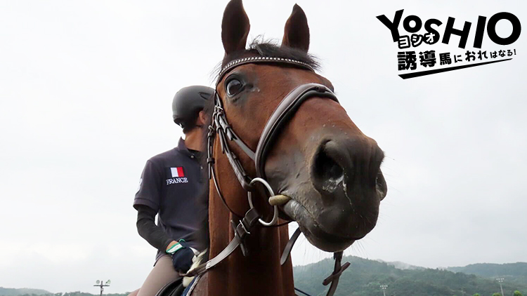 こんにちはヨシオです！「おれはいま福島競馬場で訓練中！」#1 | 競馬 