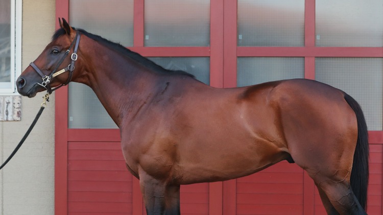 【京成杯AH予想】ダーリントンホールほか有力馬の馬体をチェック！