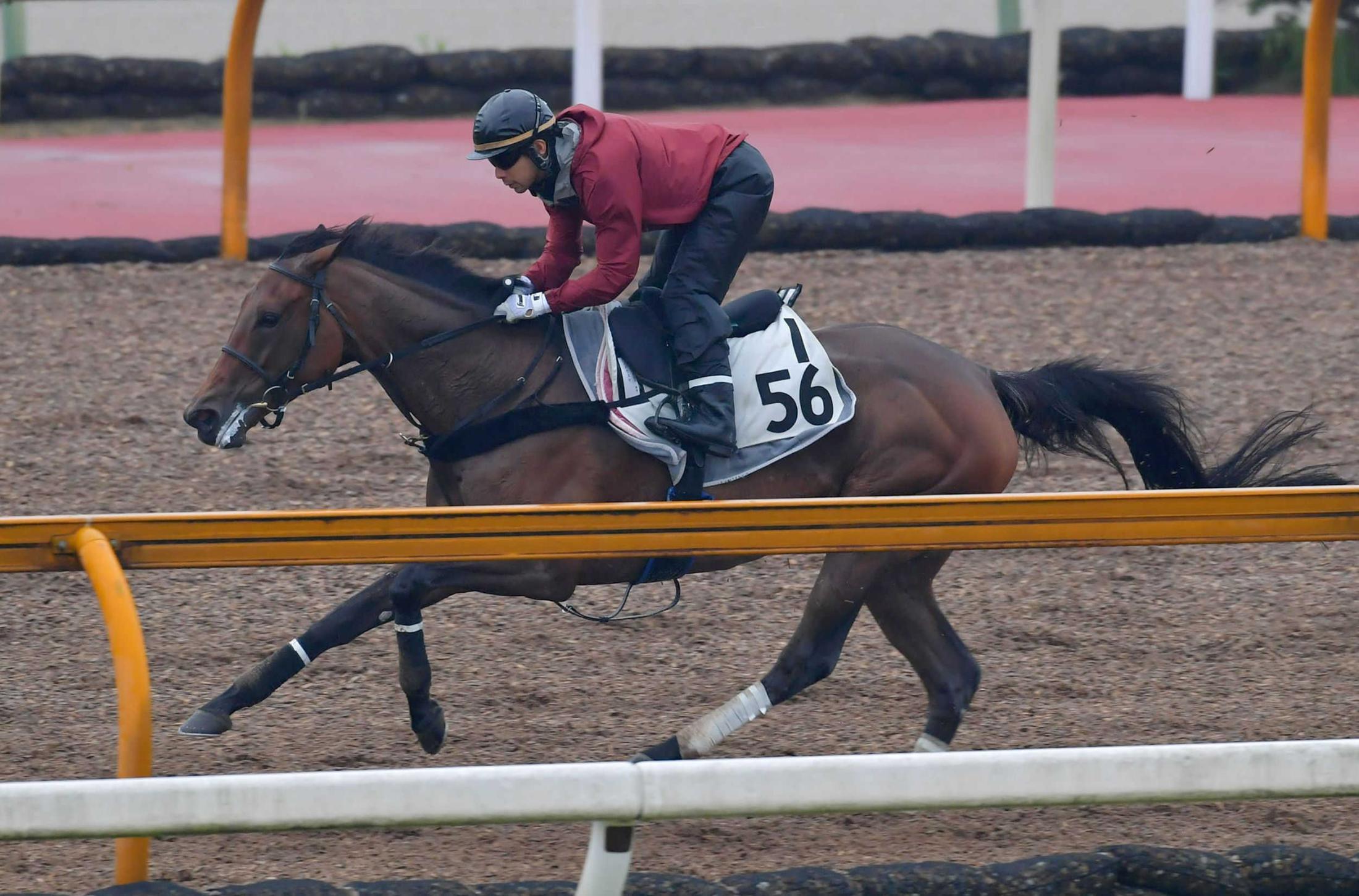 マーメイドｓ アンドラステ 躍動感十分 古馬らしい雰囲気に 骨折明けも問題なし 競馬ニュース Netkeiba Com