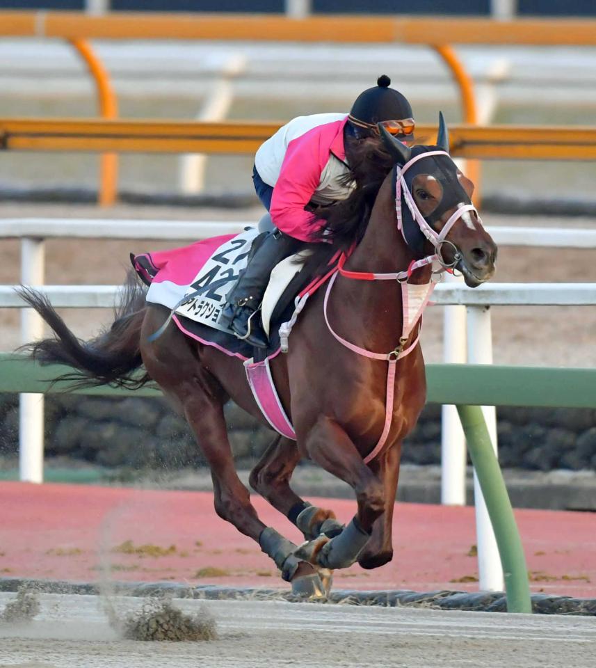 モズアトラクションが急死 放牧先で急性腹症を発症 １９年エルムｓ覇者 競馬ニュース Netkeiba Com