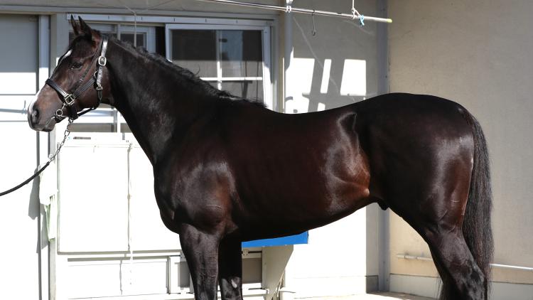 【AJCC予想】エピファニーほか有力馬の馬体をチェック！