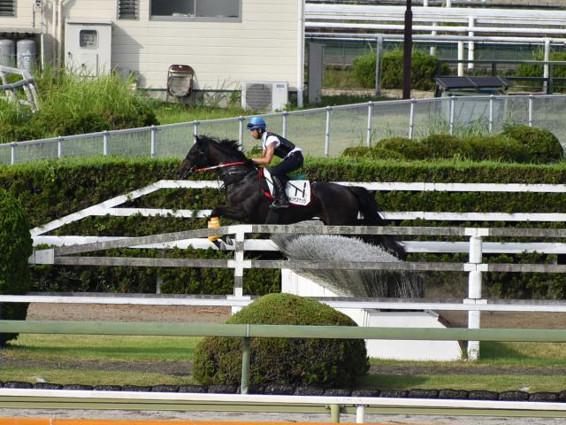 アメリカズカップ 障害参戦に向けて調整中 栗東トレセンニュース 競馬ニュース Netkeiba Com