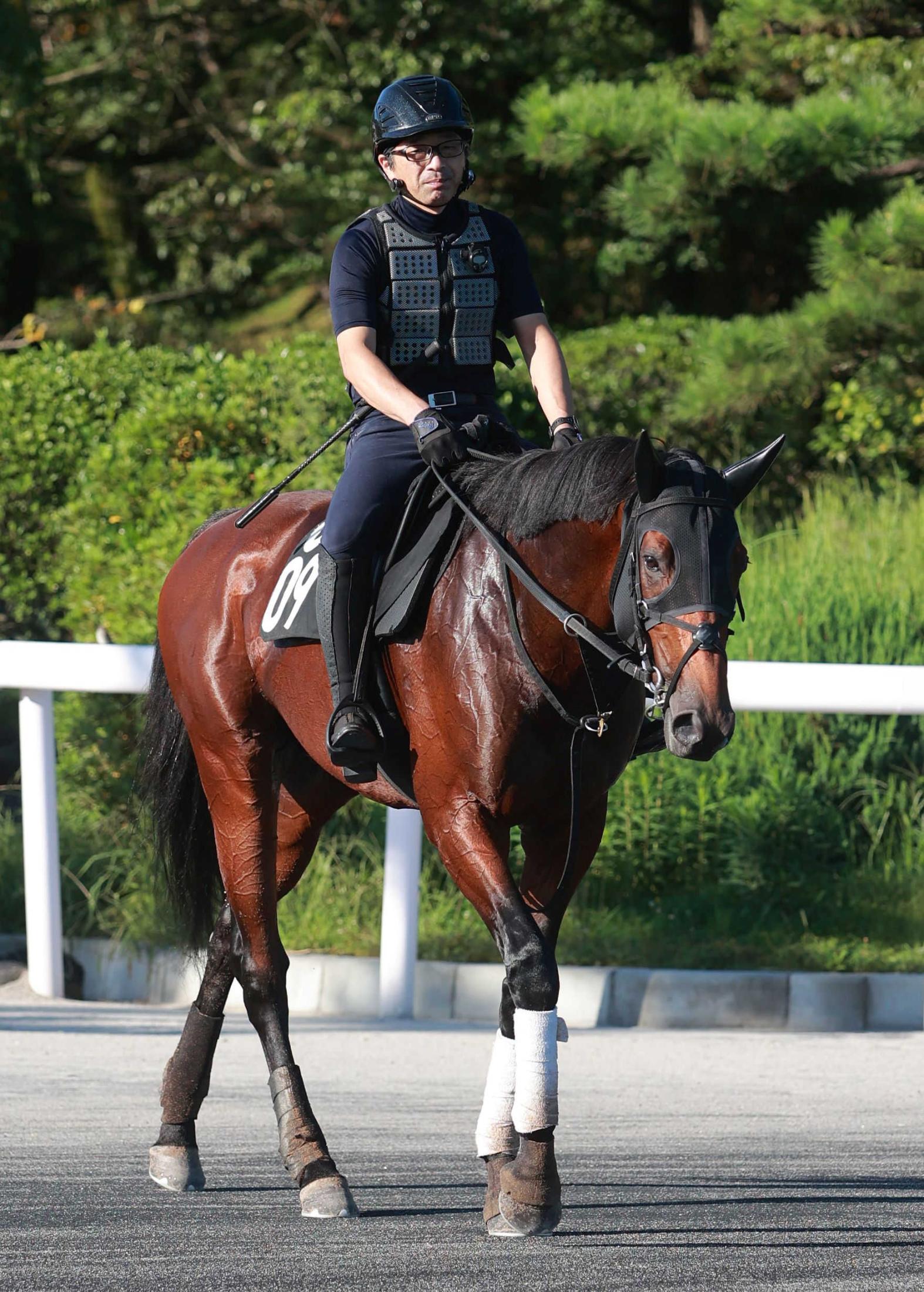 【神戸新聞杯】セファーラジエル重賞即通用だ 出世レース制した勢いで一発狙う 競馬ニュース