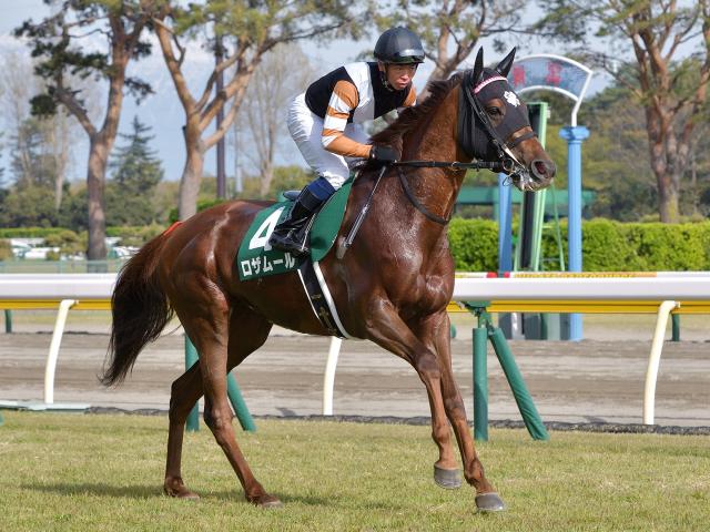 オールカマー 完成期迎えたロザムール成長力 コース適性に自信 トレセン発秘話 競馬ニュース Netkeiba Com