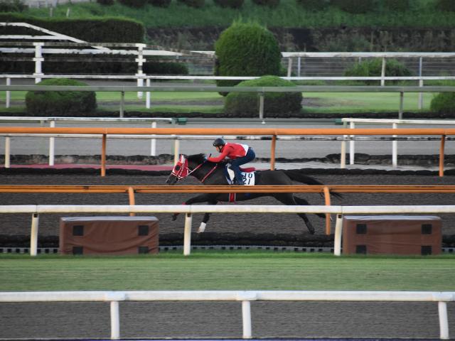 オールカマー注目馬 重賞で2着5回 3着7回 善戦マンが3年ぶりの勝利を目指す 競馬ニュース Netkeiba Com