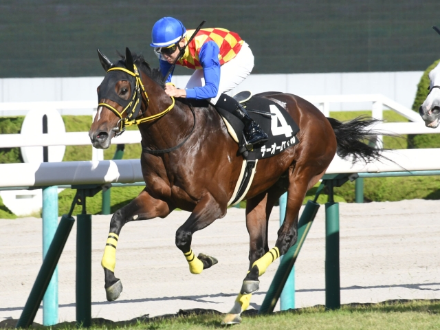【兵庫特別】(阪神) 逃げたテーオーロイヤルがそのまま押し切って2連勝
