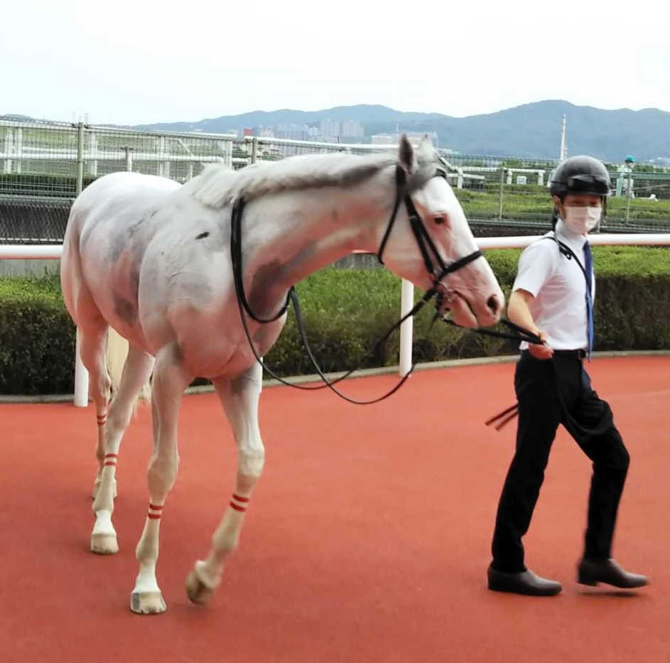 白毛馬ダノンハーロックが３勝目を挙げる シラユキヒメ一族は本日２勝目 競馬ニュース Netkeiba Com