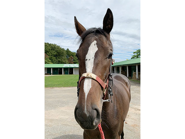 ジャンポケ斉藤がジャングルポケット産駒を購入 この先も名を残していきたい 競馬ニュース Netkeiba Com