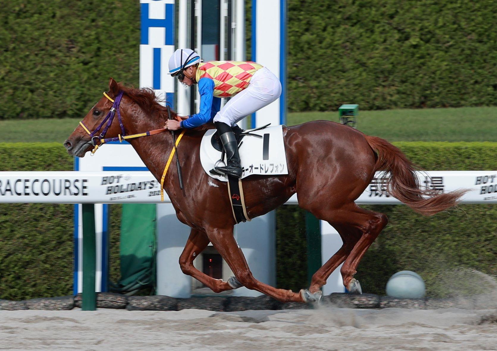 【POG】テーオードレフォン 直線で二枚腰 エスポワールシチーの半弟 競馬ニュース