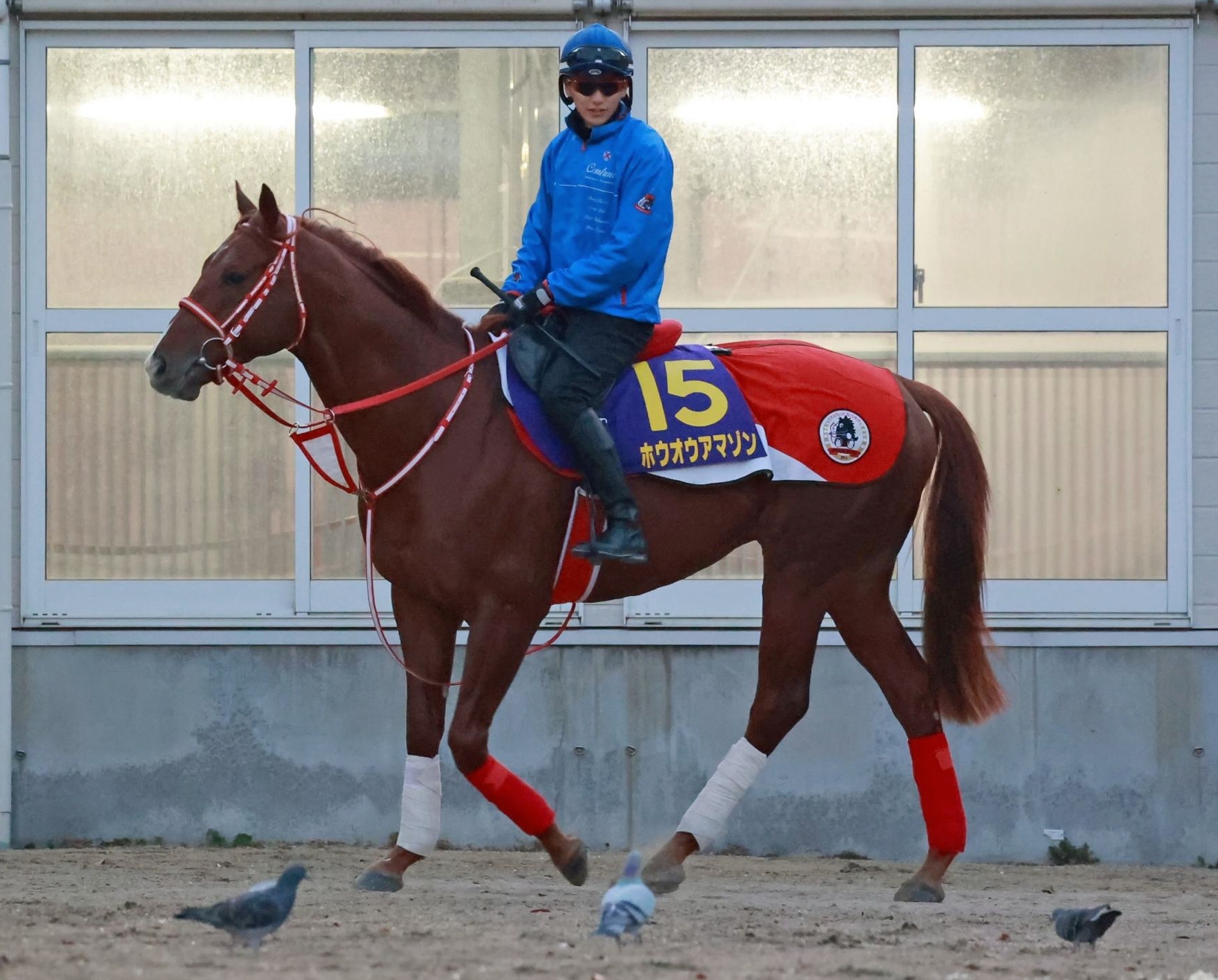 【マイルCS】ホウオウアマゾン 最内枠に陣営興奮 積極策で勝利狙う 競馬ニュース
