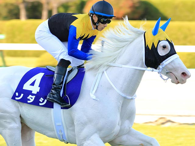 【次走報・古馬】ソダシ、テーオーケインズは放牧、ウェスタールンドは東京大賞典など最新情報(2021年12月10日更新)