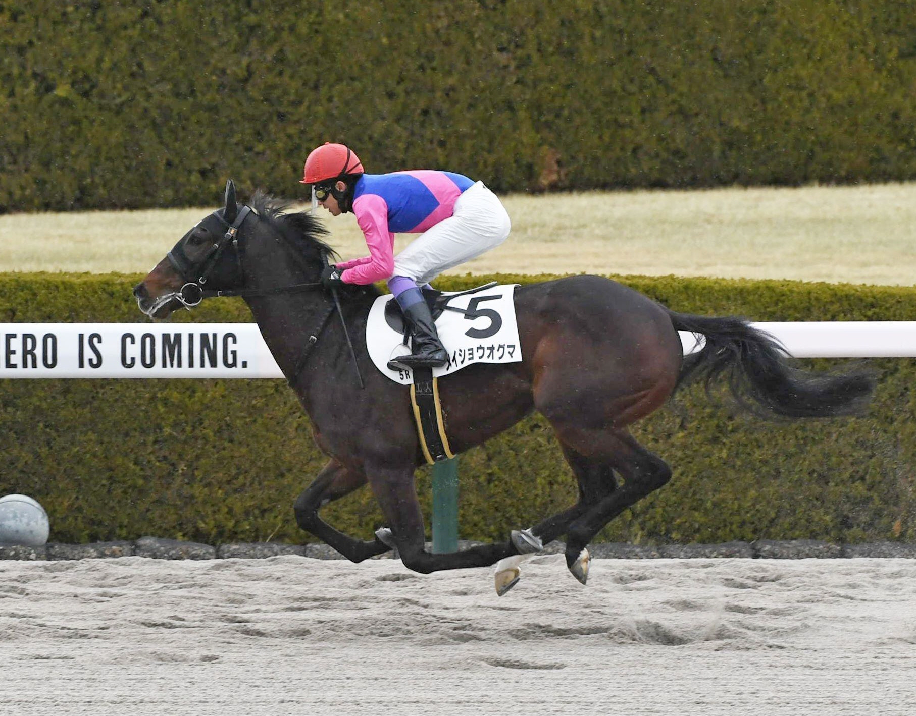 【ＰＯＧ】メイショウオグマ　３馬身半差完勝　武豊「ゲートを出たのが大きい」