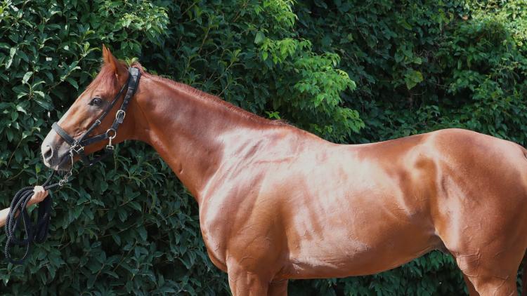 【エルムS予想】ミトノオーほか有力馬の馬体をチェック！