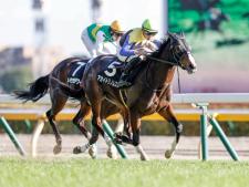 香港競馬が賞金増額 香港cの総賞金は5 5億円 国際競走4レースの総賞金額は18億円に 競馬ニュース Netkeiba Com