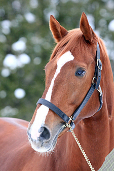オルフェーヴルが社台SSに到着 | 競馬ニュース - netkeiba