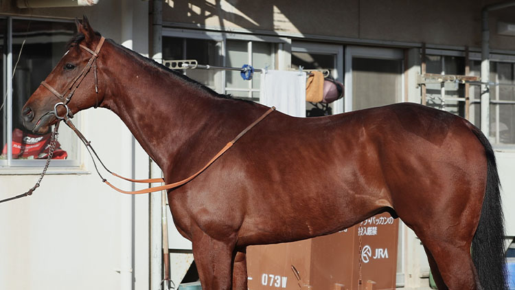 【共同通信杯予想】サトノカルナバルほか有力馬の馬体をチェック！