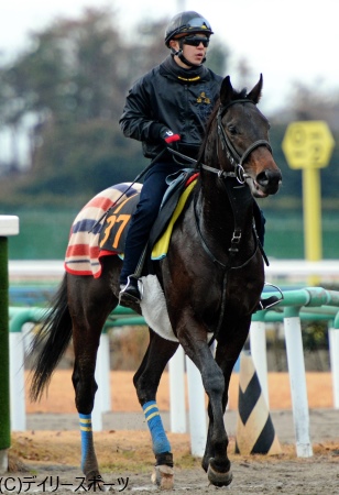 連勝中のエアアンセム、伊藤正師「いい意味でボーッとしている」/京成杯