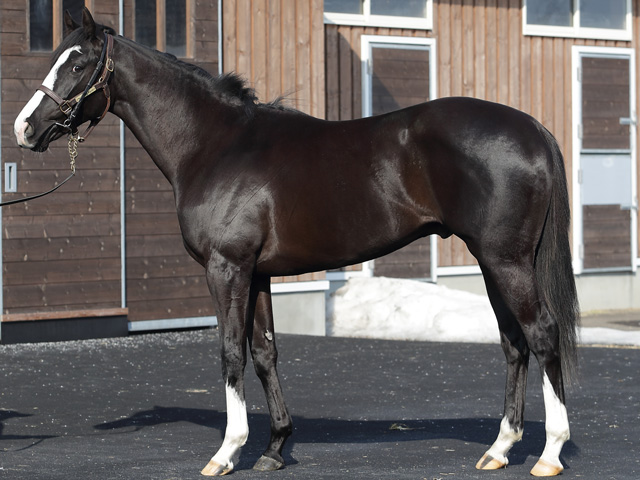 Pog情報 馬体 走りっぷりともに目を引くディオファントス 馬三郎のつぶやき 競馬ニュース Netkeiba Com