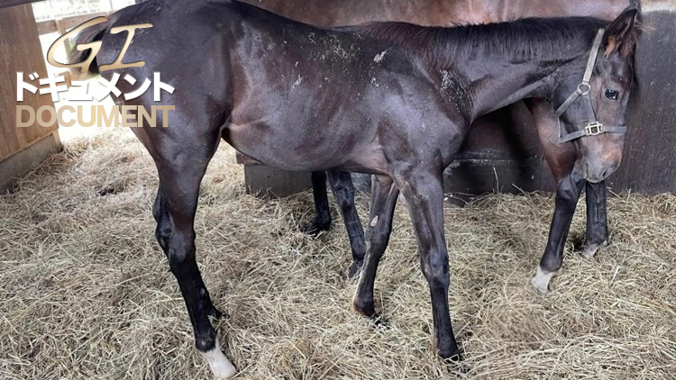 【天皇賞(春)】ウインバリアシオン産駒ハヤテノフクノスケ 生産者が語る青森産馬の24年ぶりJRA・GI制覇への想いと“大きな夢”