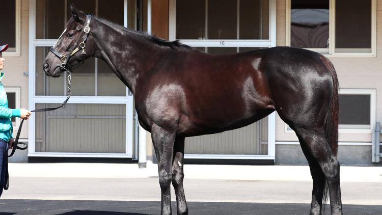 【ヴィクトリアM予想】アスコリピチェーノほか有力馬の馬体をチェック！