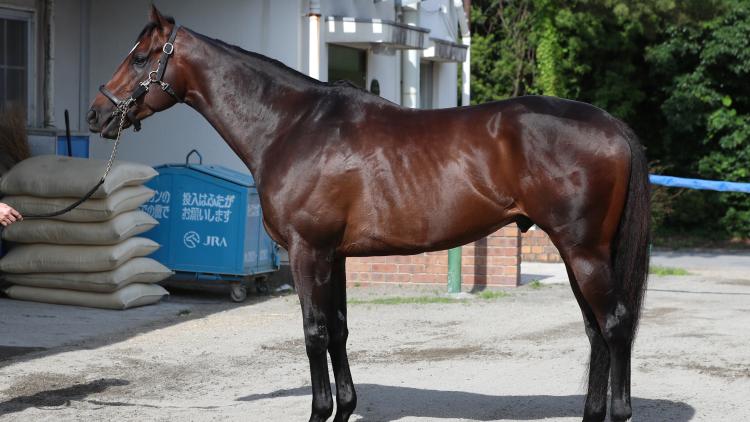 【安田記念予想】シックスペンスほか有力馬の馬体をチェック！