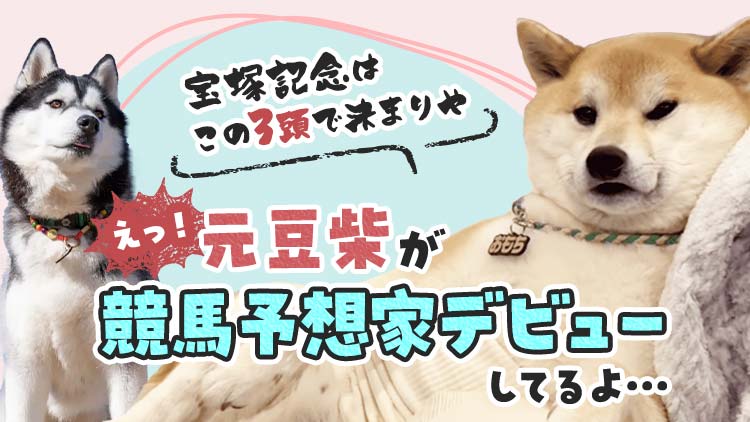 人気沸騰中“元豆柴系YouTuber”おもちが宝塚記念を予想 展開予想(?)から導かれた3頭とは!?